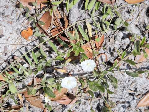 Image of hairy dawnflower