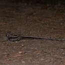 Image of Long-trained Nightjar