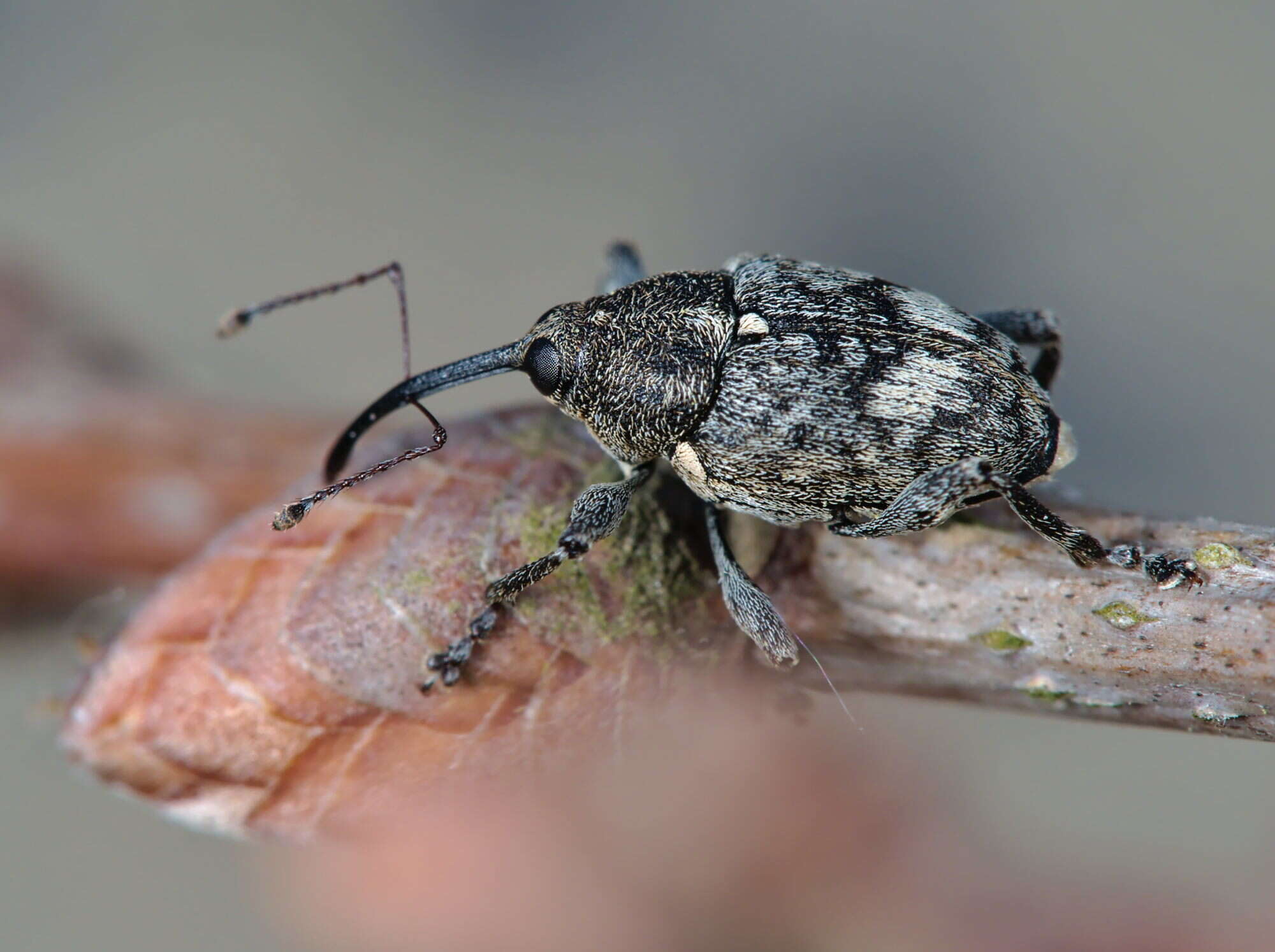 Curculio villosus Fabricius & J. C. 1781 resmi