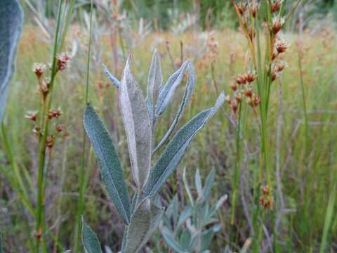 صورة Salix candida Flüggé ex Willd.