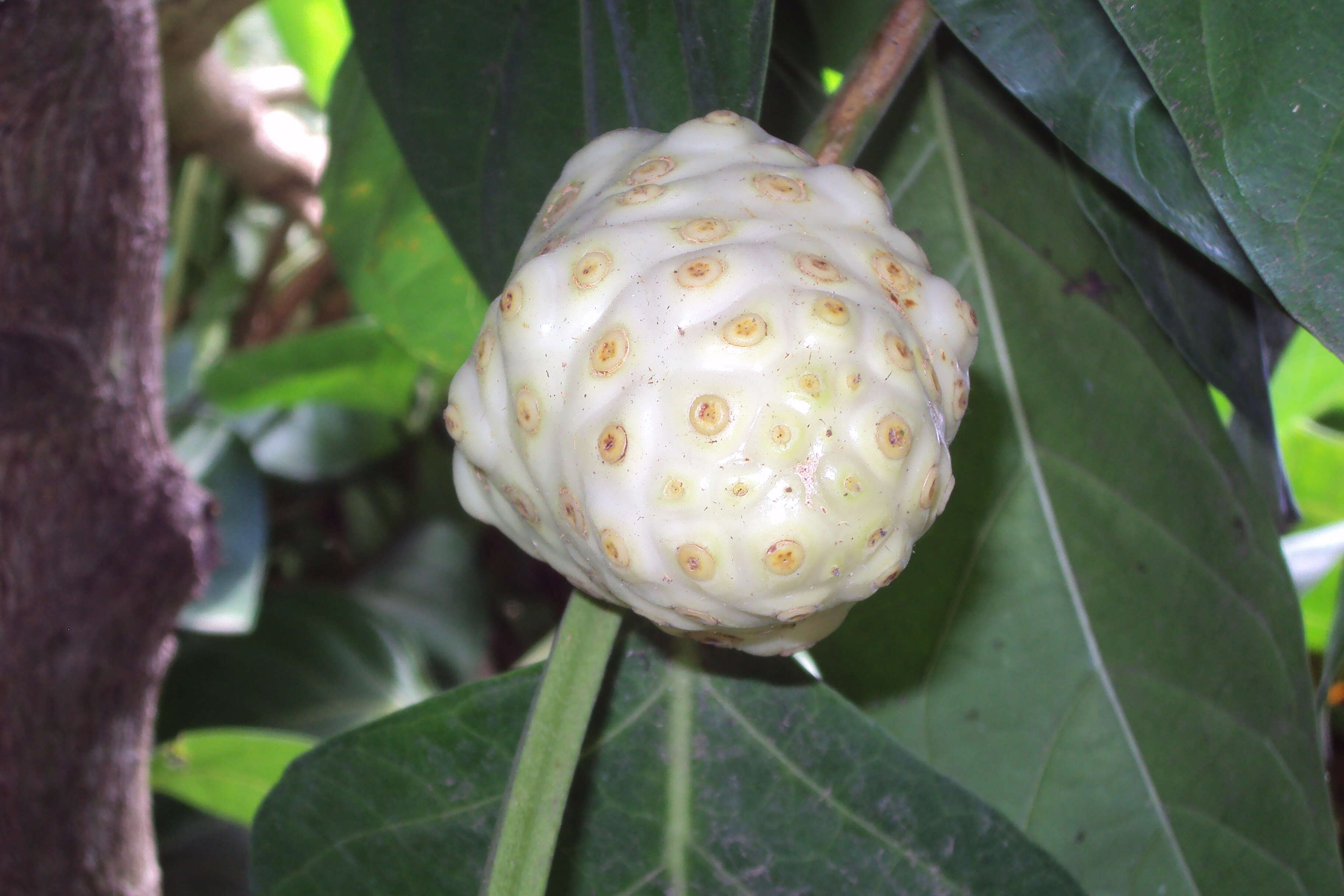 Plancia ëd Morinda citrifolia L.