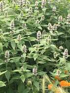 Image of hairy pagoda-plant