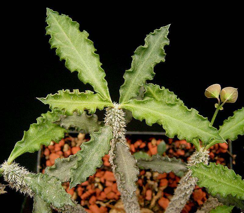 Image of Euphorbia ambovombensis Rauh & Razaf.