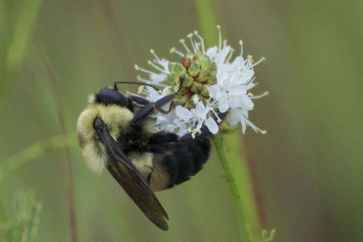 Image of Brown-belted Bumblebee