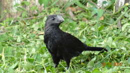 Imagem de Crotophaga Linnaeus 1758