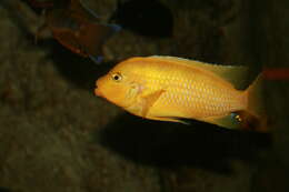 Image of Cichlid