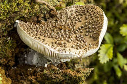 صورة Amanita australis G. Stev. 1962