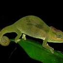 Image of Mlanje Mountain Chameleon