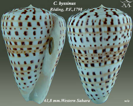 Image of Conus byssinus (Röding 1798)