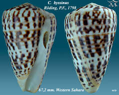 Image of Conus byssinus (Röding 1798)