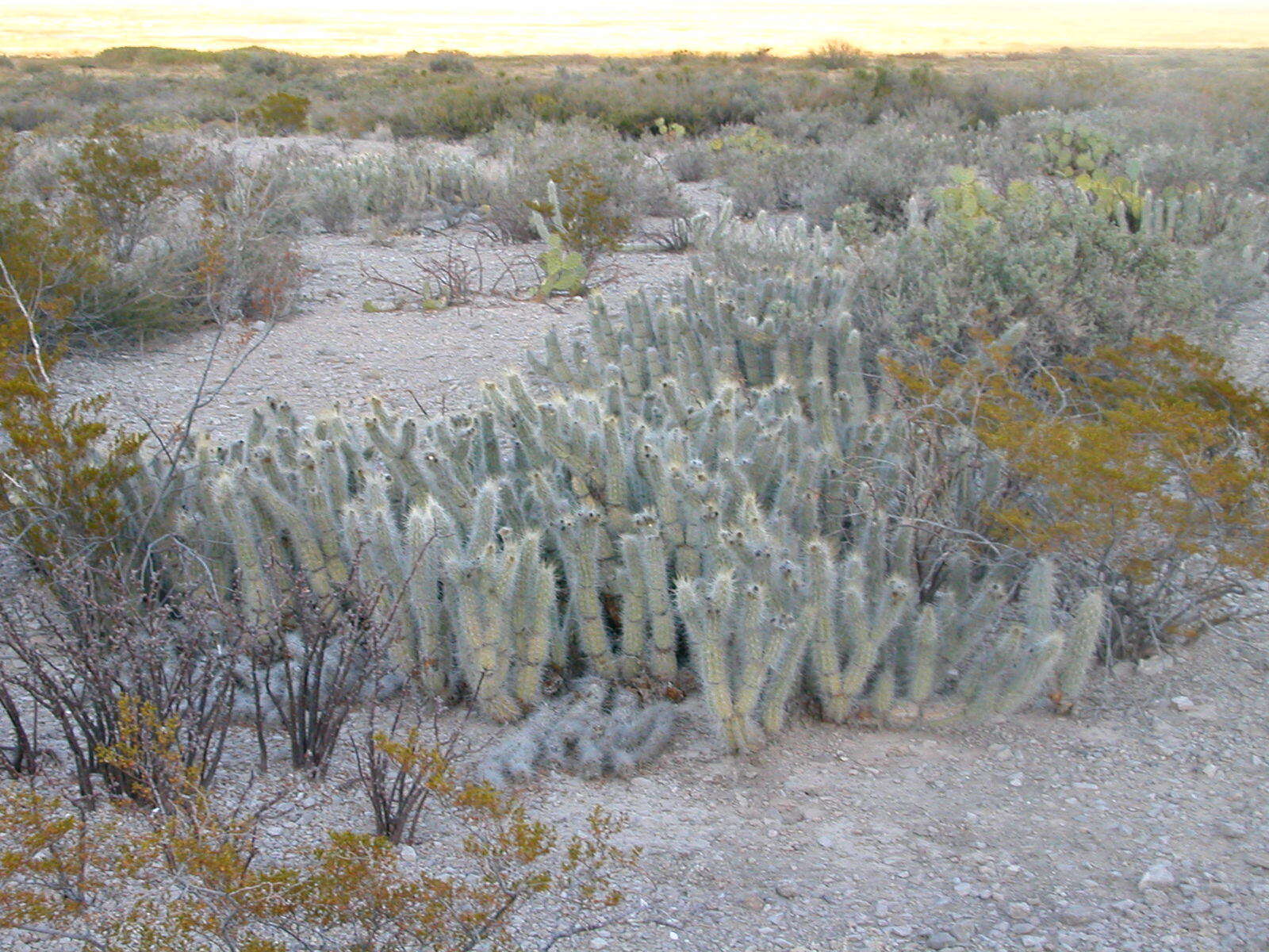 Image of Grusonia bradtiana (J. M. Coult.) Britton & Rose