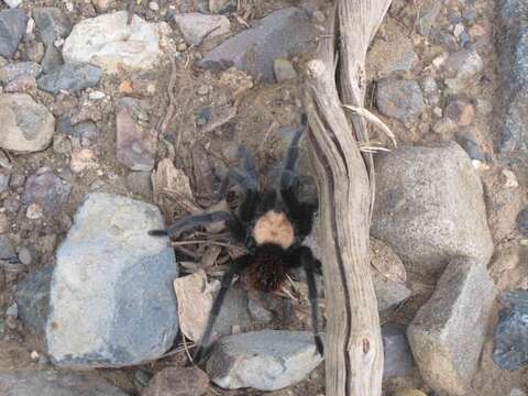 Image of Mexican Black and Gold Red Rump Tarantula