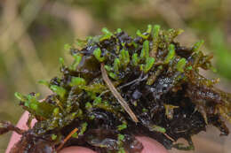 Image of Pellia alpicola L. Soderstr., A. Hagborg, von Konrat & Phytotaxa