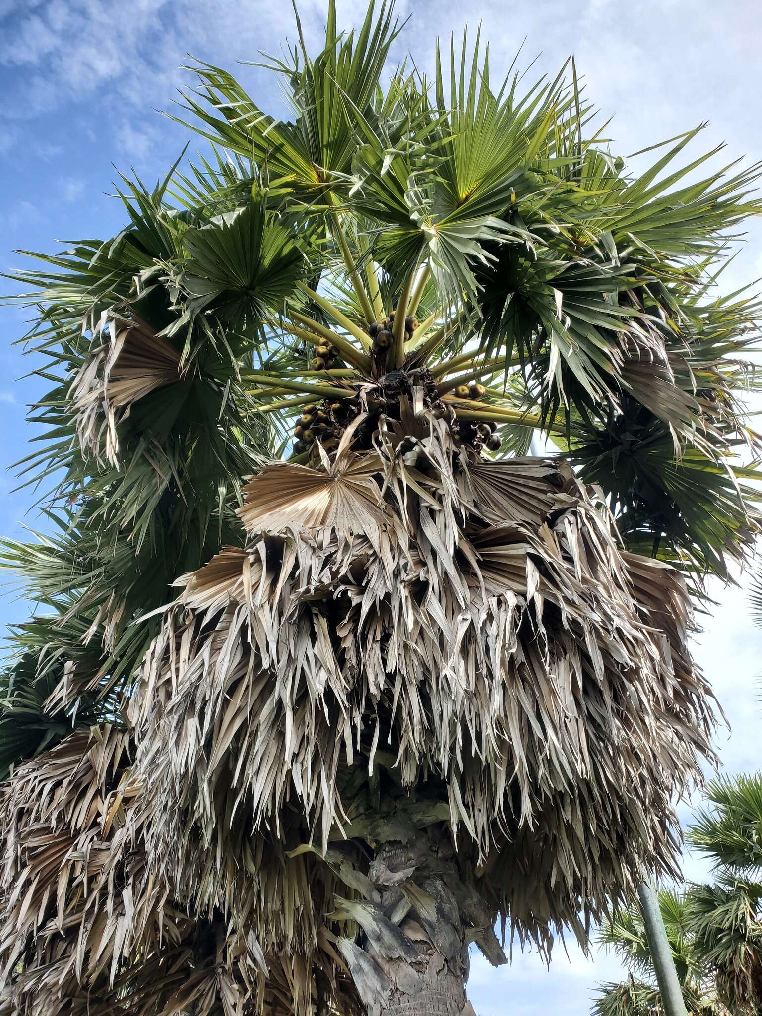 Image of toddy palm