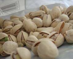 Image of pistachio nut