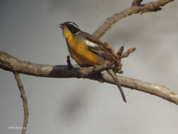 صورة Emberiza cabanisi orientalis (Shelley 1882)