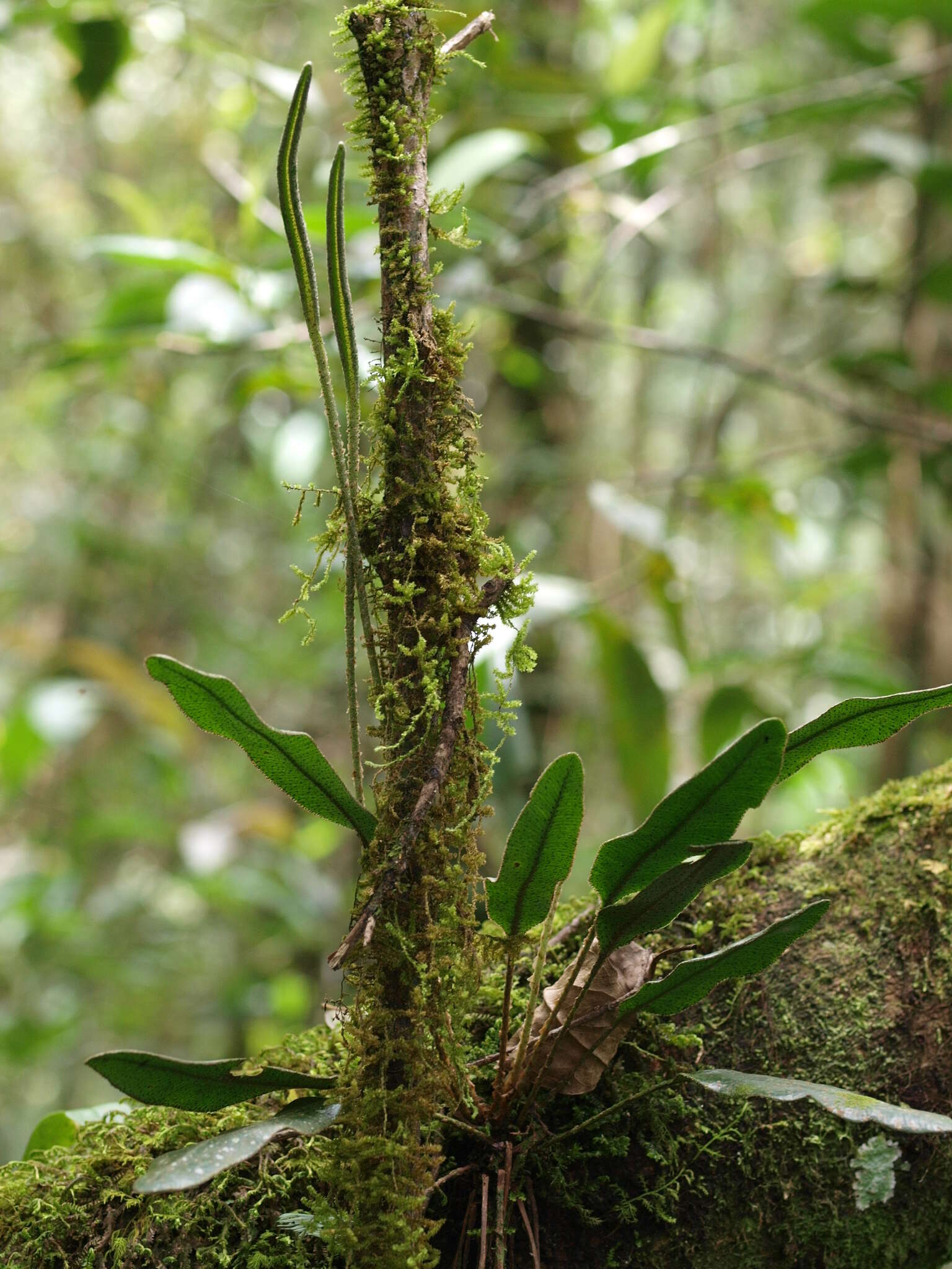 Image of Elaphoglossum bellermannianum (Kl.) Moore