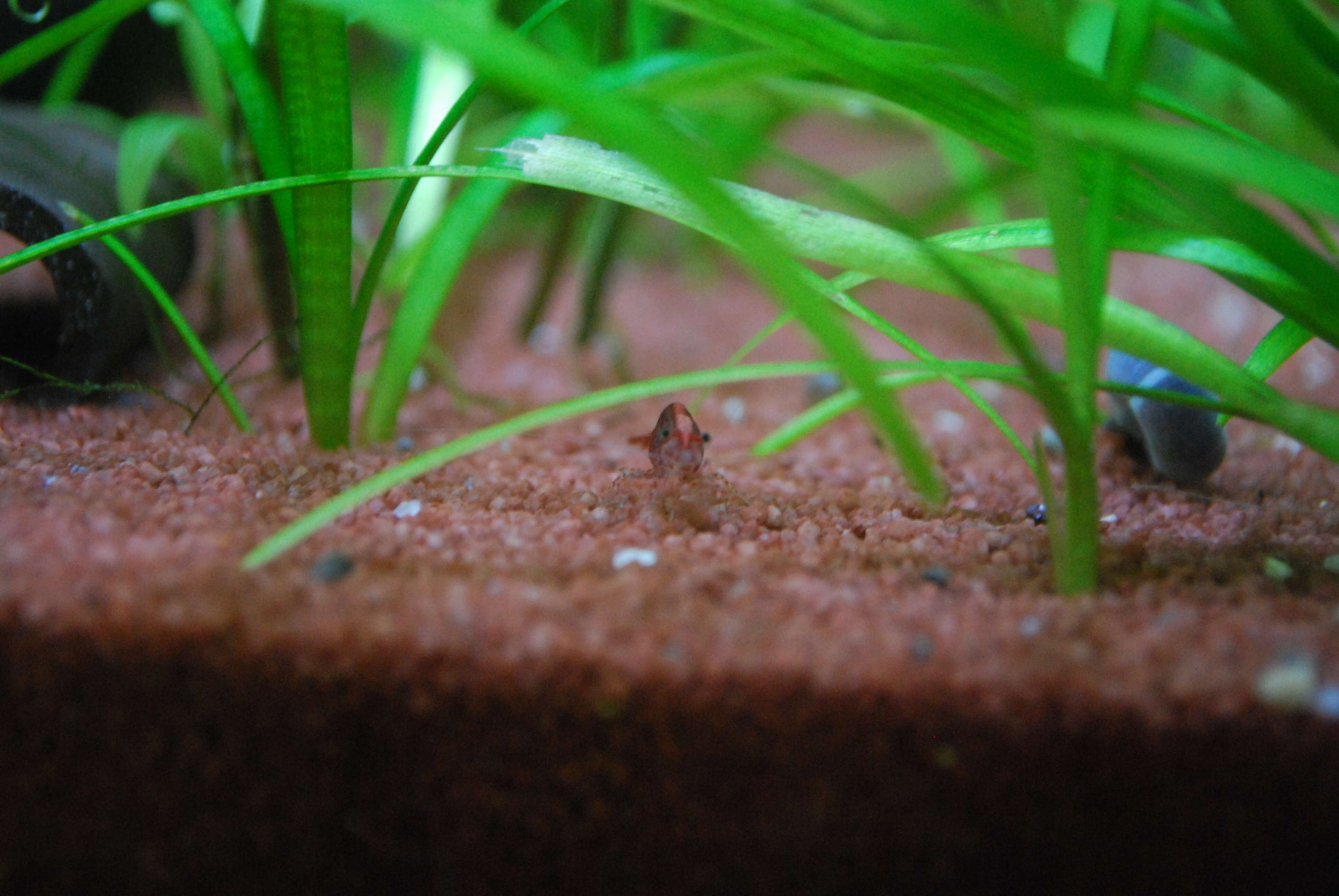 Image of Neocaridina heteropoda