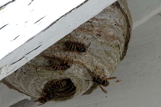 Image of Northern Aerial Yellowjacket