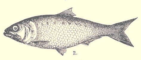 Image of Caspian shad