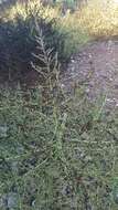 Image of white amaranth, white pigweed