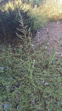 Image of white amaranth, white pigweed