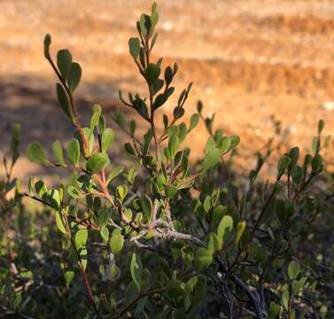 Image de Dodonaea bursariifolia F. Müll.