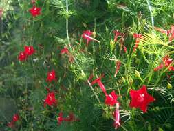 Image of Cypress Vine