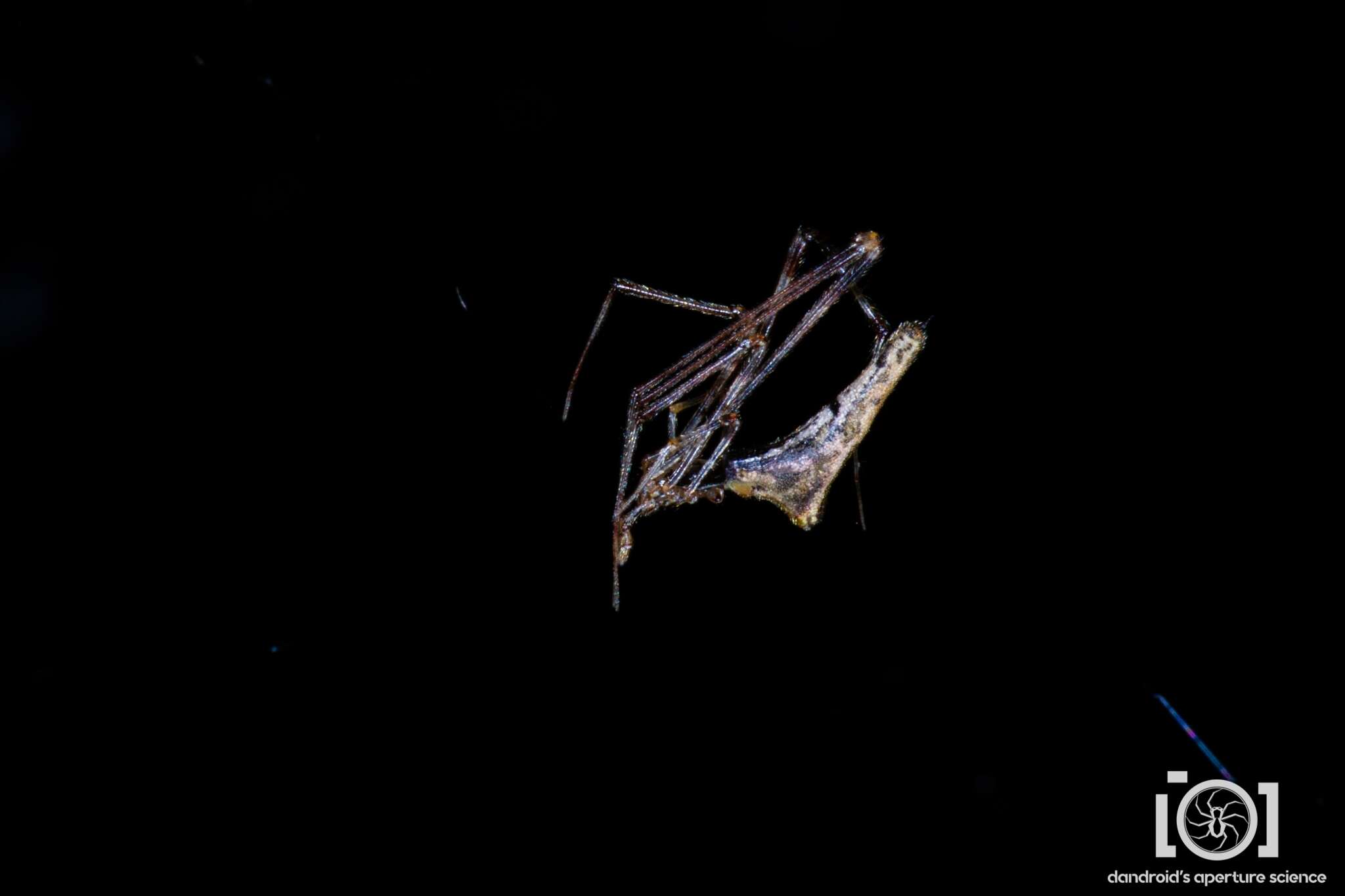 Image of Rhomphaea projiciens O. Pickard-Cambridge 1896