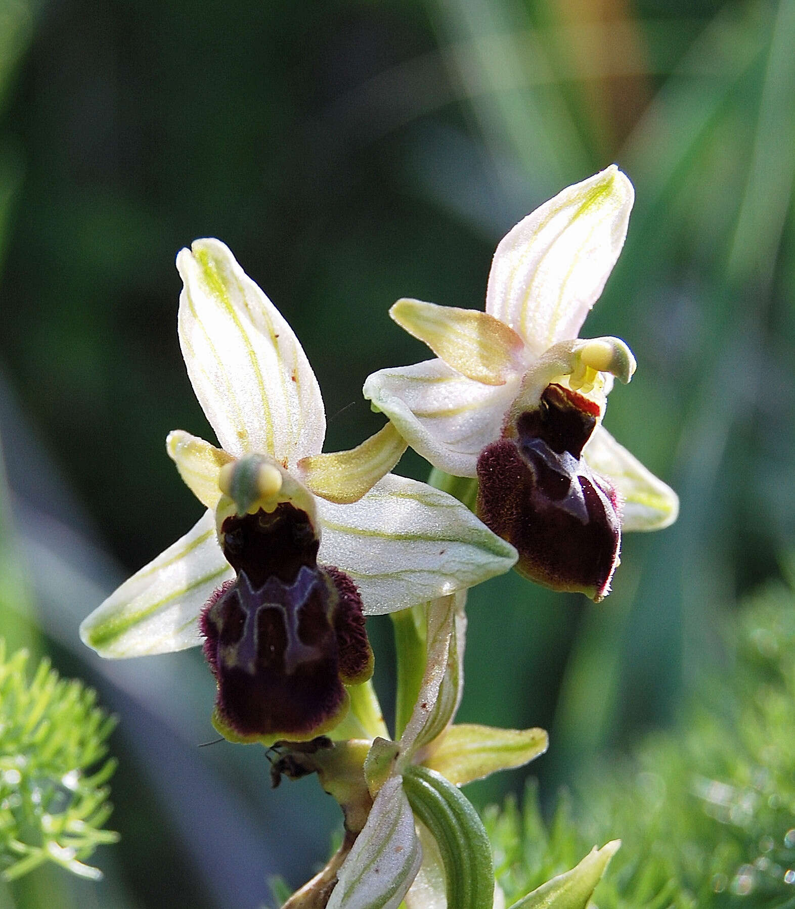 Image of ophrys