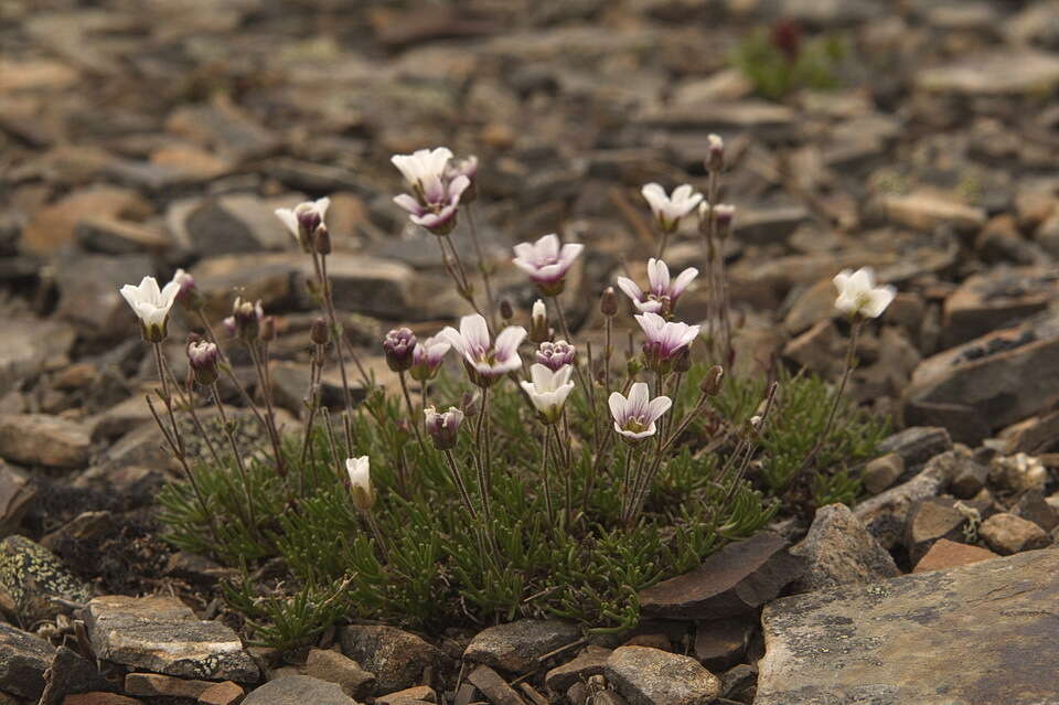 Plancia ëd Cherleria obtusiloba (Rydb.) A. J. Moore & Dillenb.