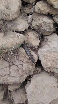 Image of Ocellated Bronze Skink