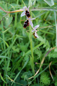 Image of Moon orchid