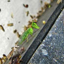 Image of Green Mantisfly