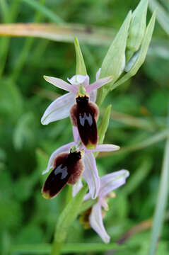 Image of ophrys