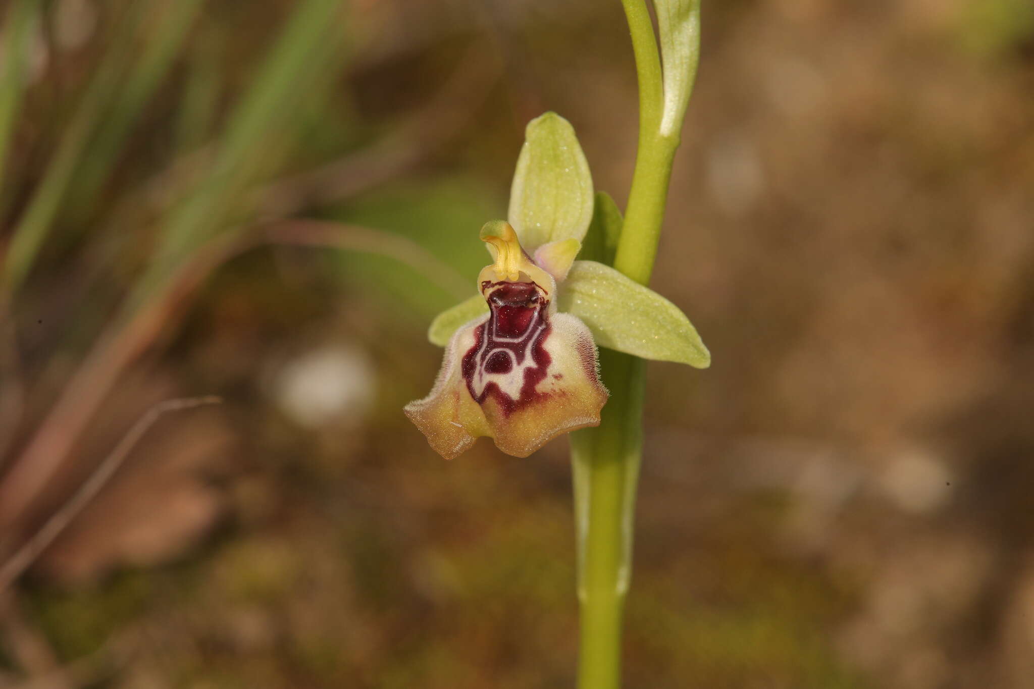 Слика од Ophrys fuciflora subsp. oxyrrhynchos (Tod.) Soó