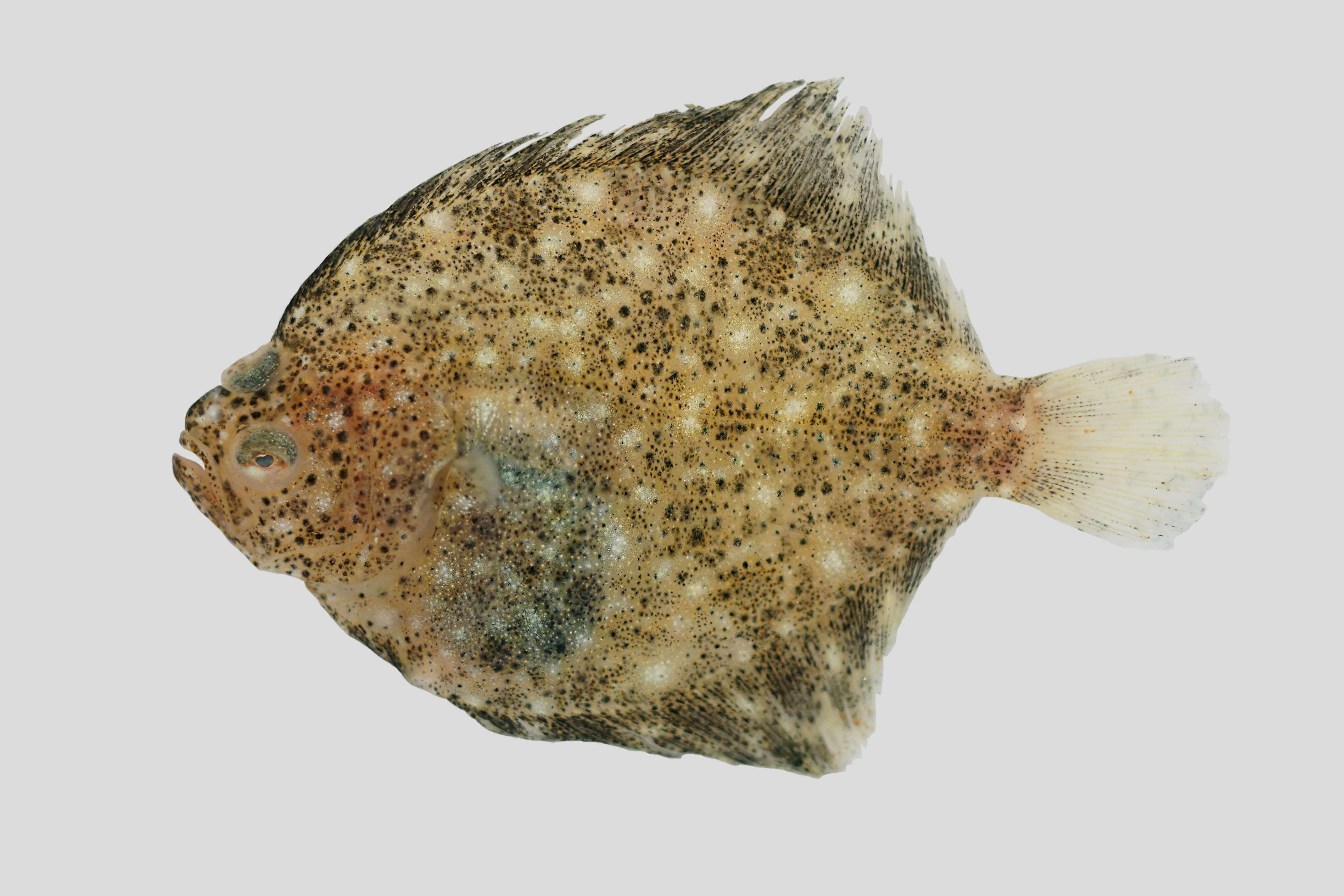 Image of turbot