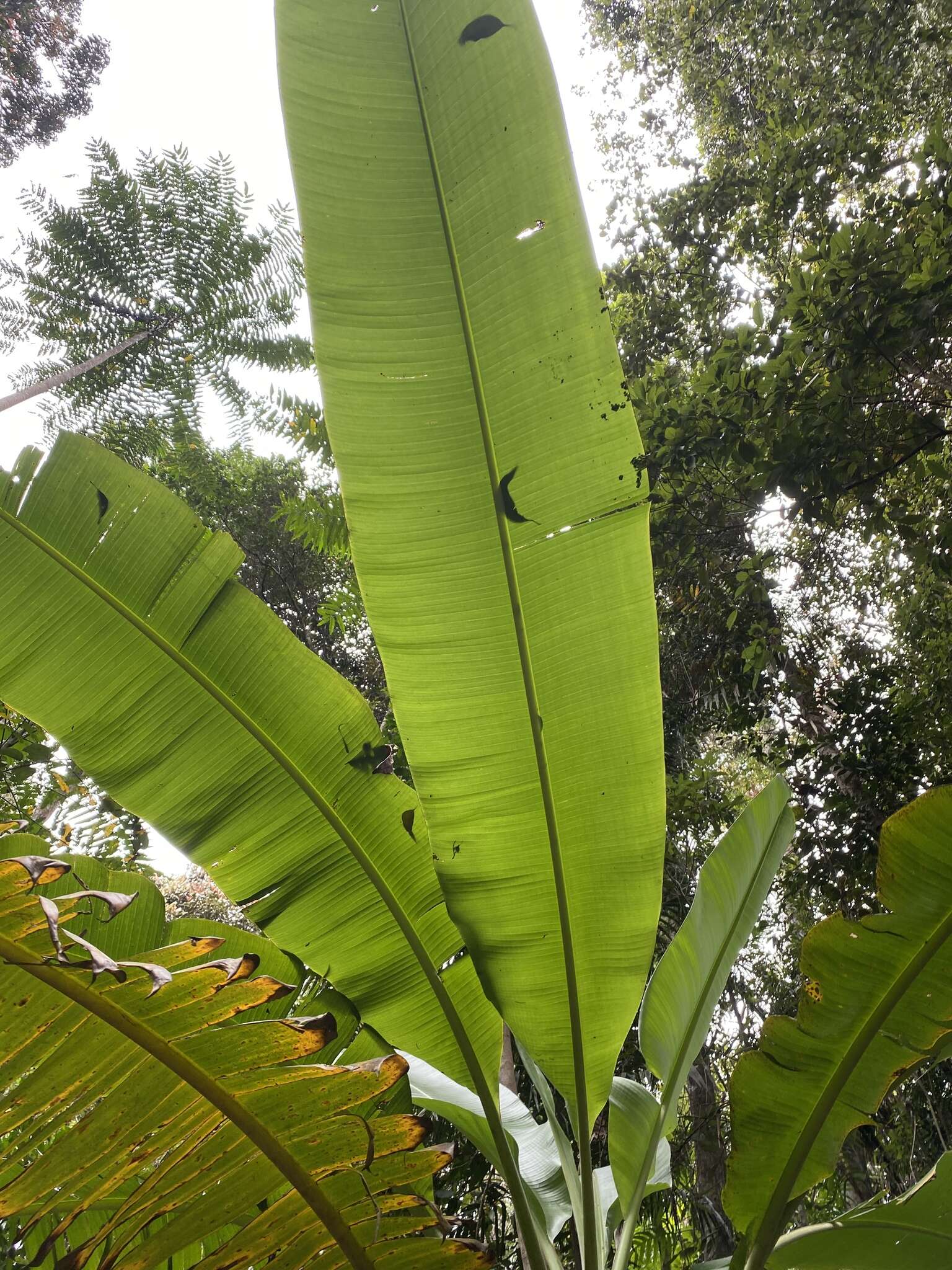 Image of Musa banksii F. Muell.