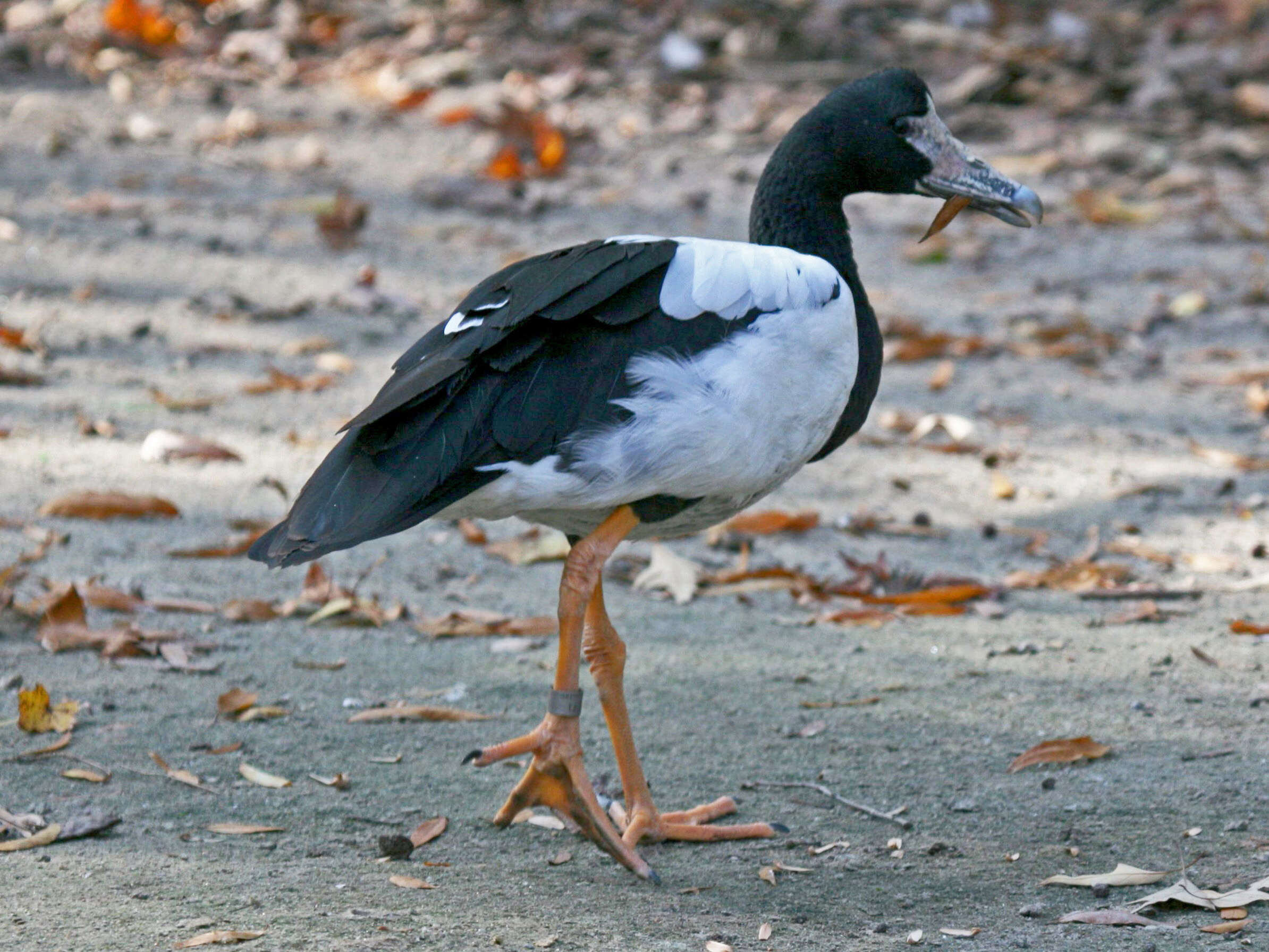 Image of magpie-goose