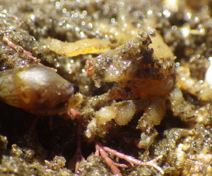 Image of dwarf teardrop crab