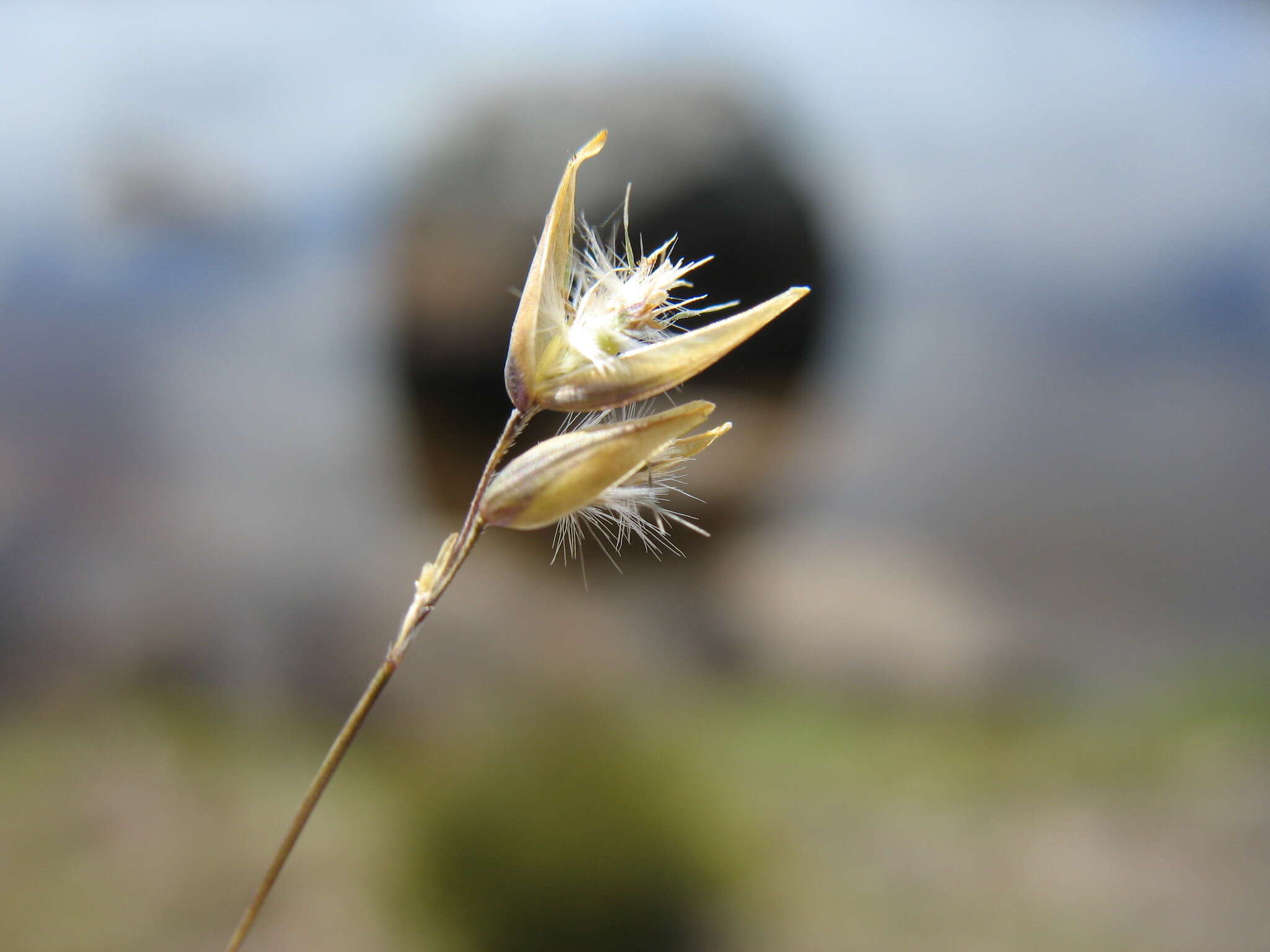 Image of Rytidosperma pauciflorum (R. Br.) Connor & Edgar