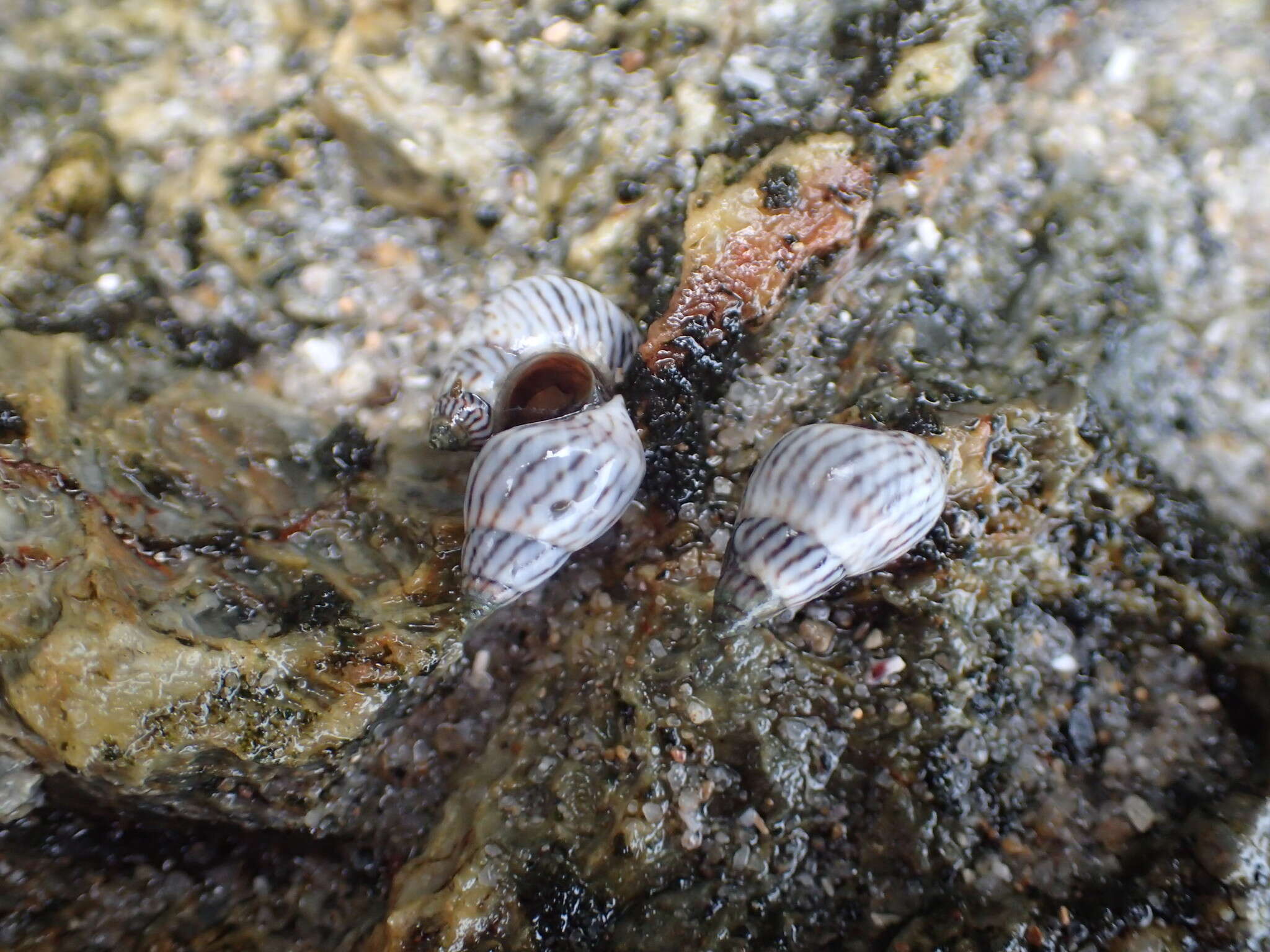 Image of zebra periwinkle