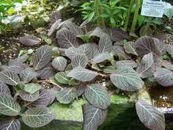 Fittonia albivenis (Lindl. ex Veitch) R. K. Brummitt resmi