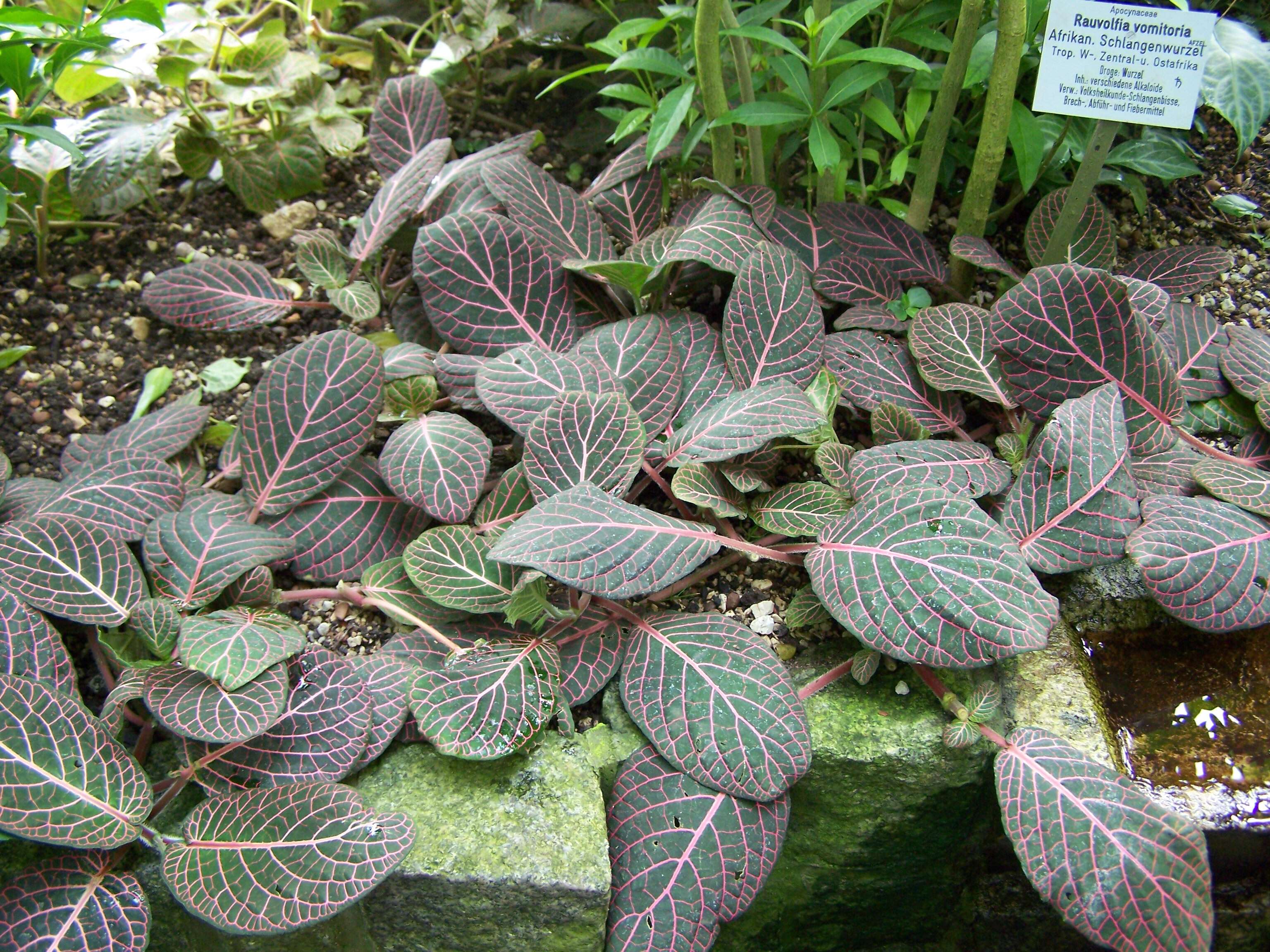 صورة Fittonia albivenis (Lindl. ex Veitch) R. K. Brummitt