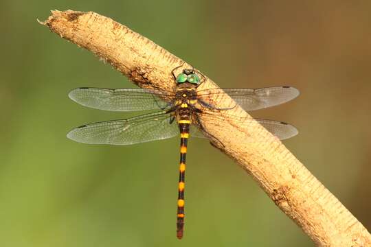 Image of Epophthalmia frontalis Selys 1871