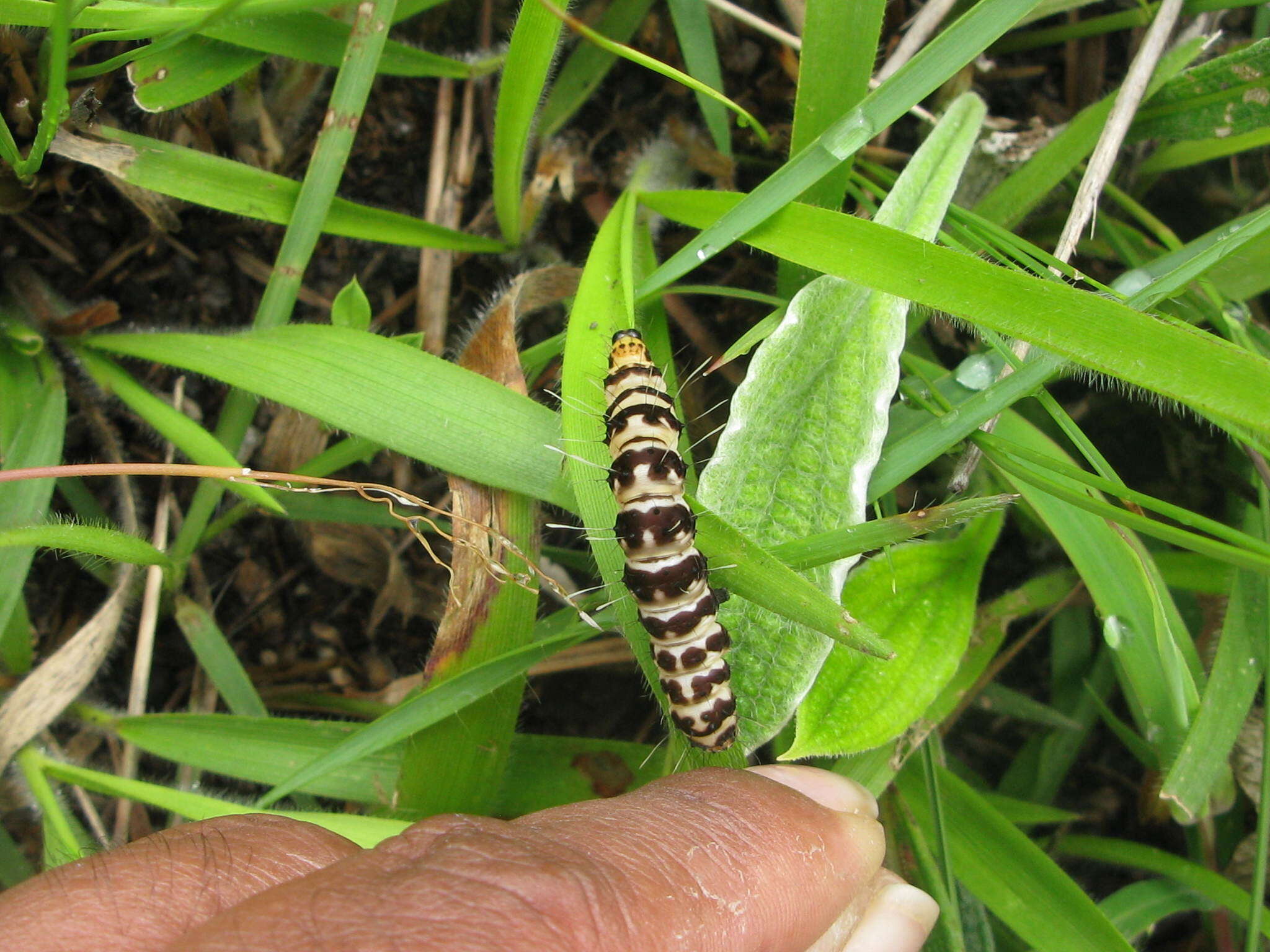 Image of Rhanidophora phedonia Stoll 1782