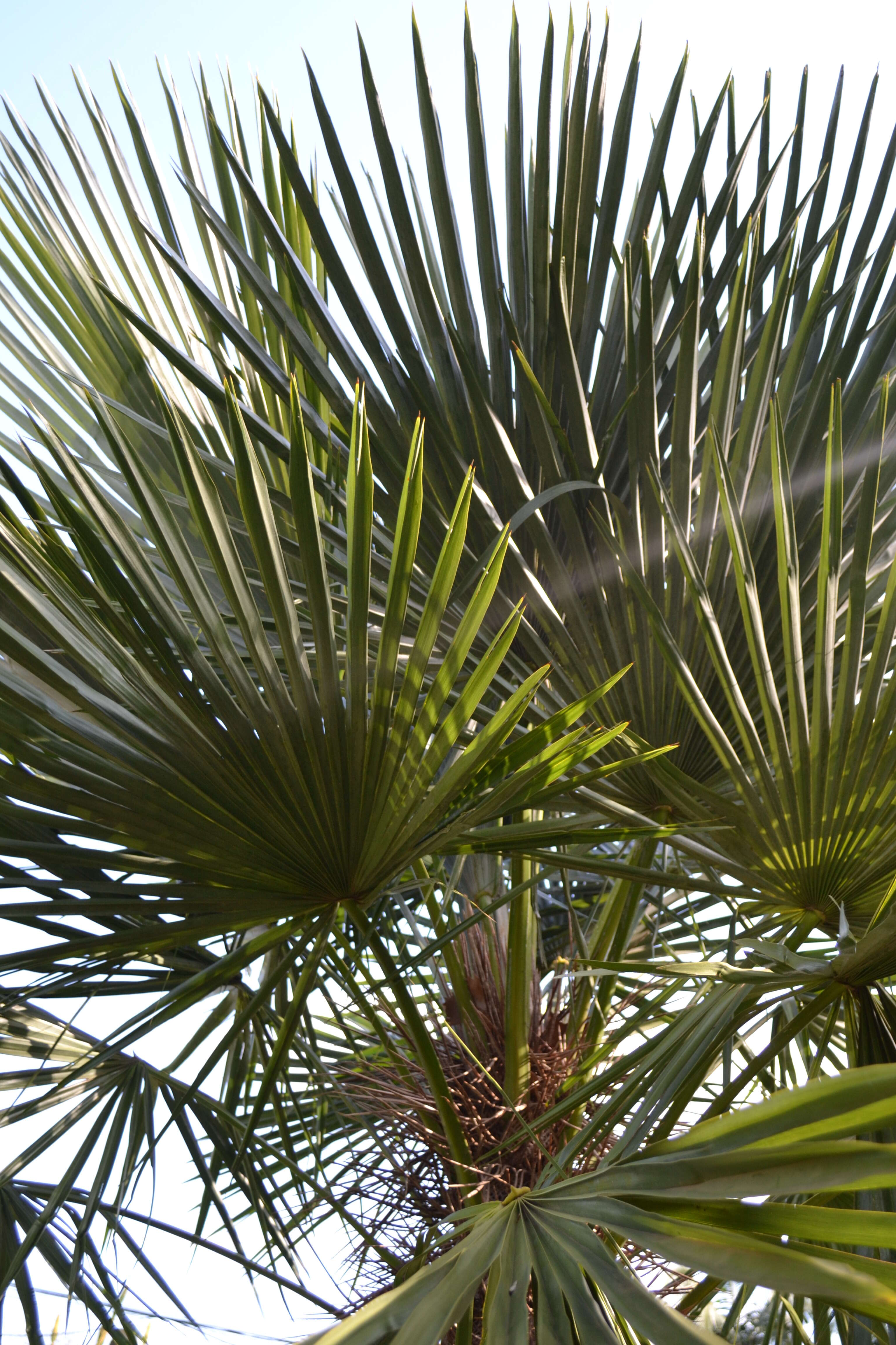 Imagem de Trithrinax brasiliensis Mart.