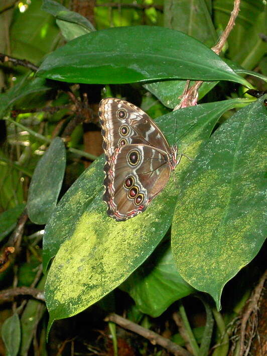 Image of Morpho peleides Kollar 1850