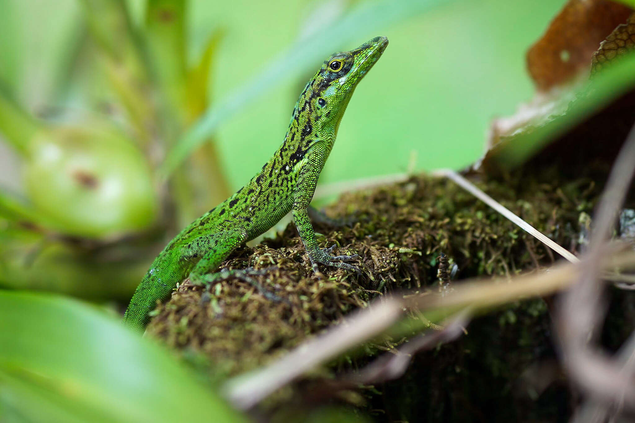 Image of Martinique's Anole