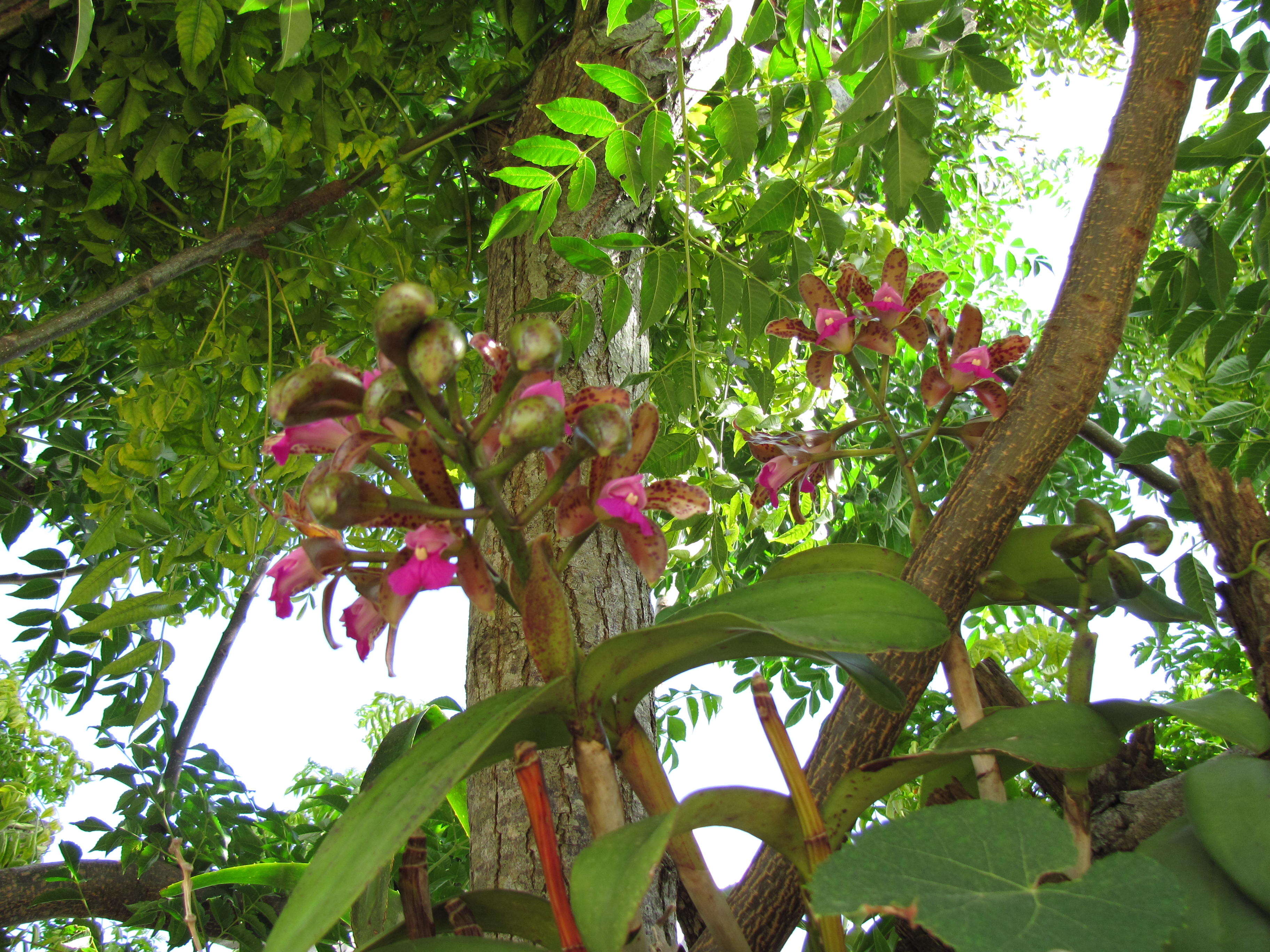 Sivun Cattleya tigrina A. Rich. kuva